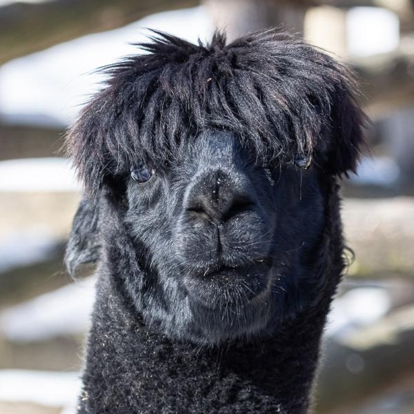 Alpaca Akron Zoo